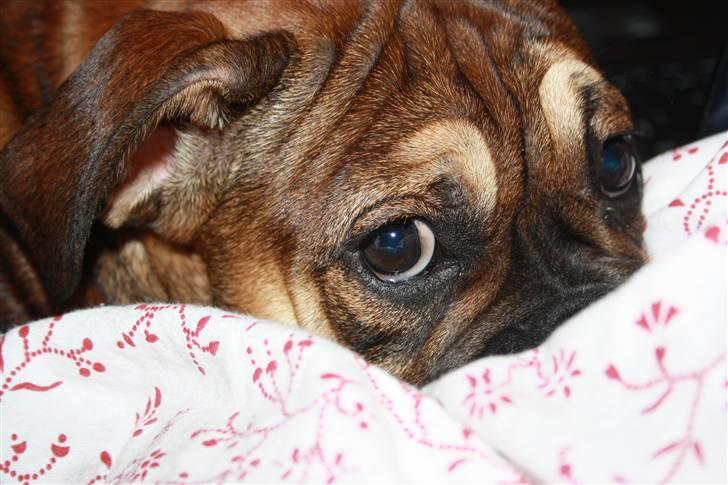 Olde english bulldogge Fenja billede 16