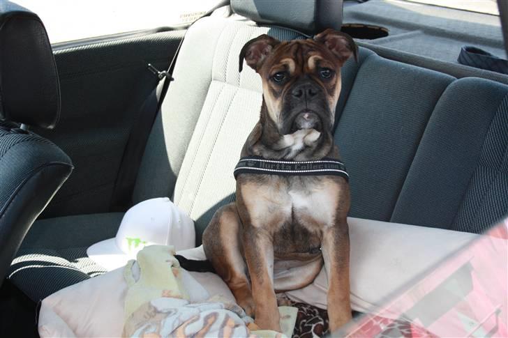 Olde english bulldogge Fenja billede 18