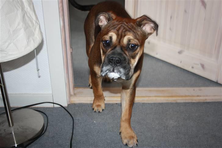 Olde english bulldogge Fenja billede 19