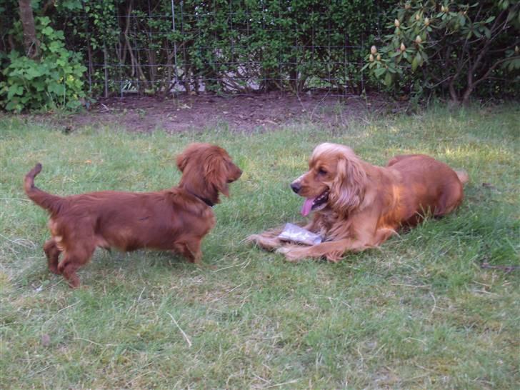 Dværggravhund Balder - Balder og hans veninde  billede 6