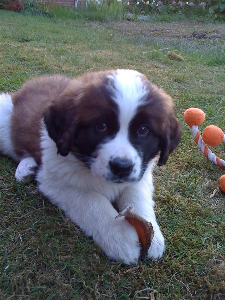 Sankt bernhardshund Lulu billede 1