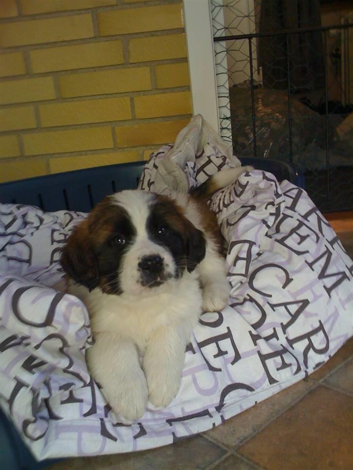 Sankt bernhardshund Lulu billede 3