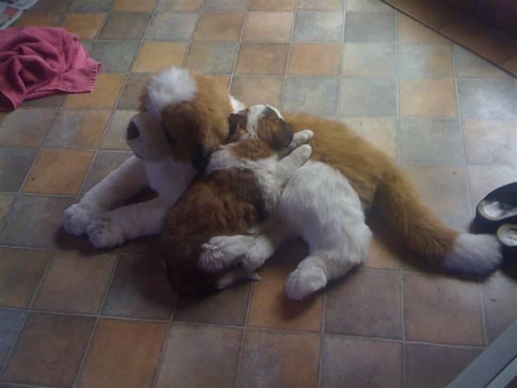 Sankt bernhardshund Lulu billede 5