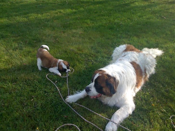 Sankt bernhardshund Lulu billede 6