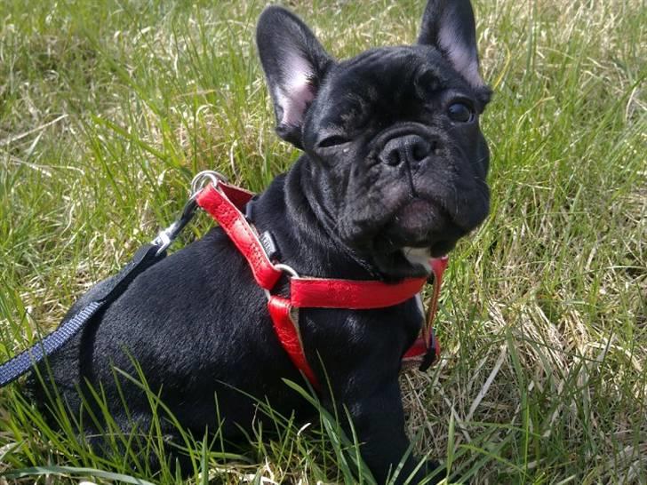 Fransk bulldog Bella billede 1