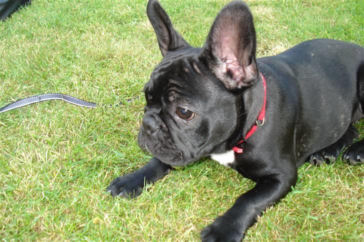 Fransk bulldog Bella billede 2
