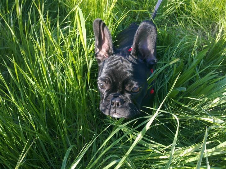 Fransk bulldog Bella billede 3