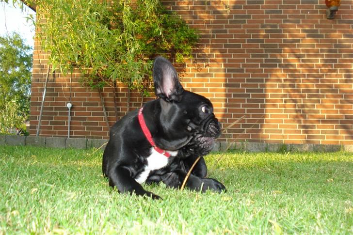 Fransk bulldog Bella billede 4