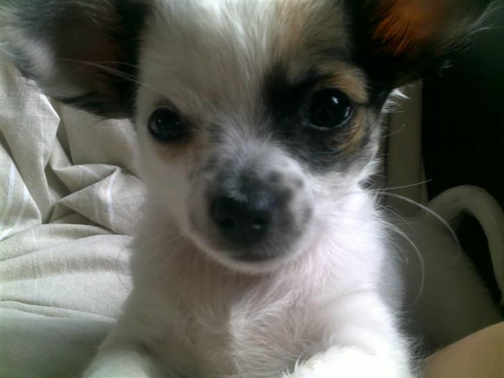 Chihuahua Chanel  billede 1