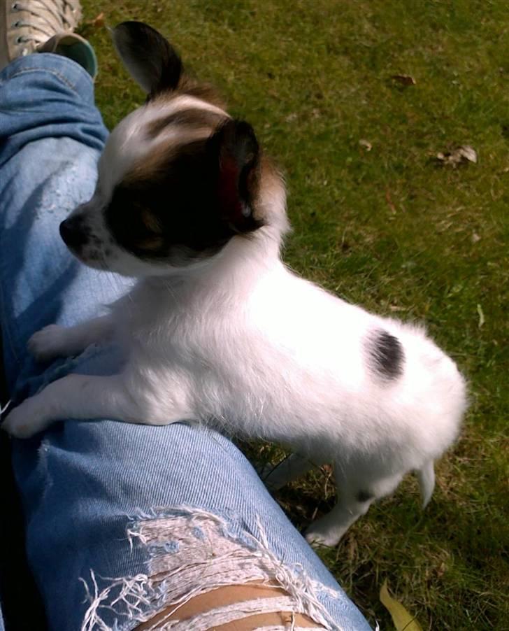 Chihuahua Chanel  billede 2