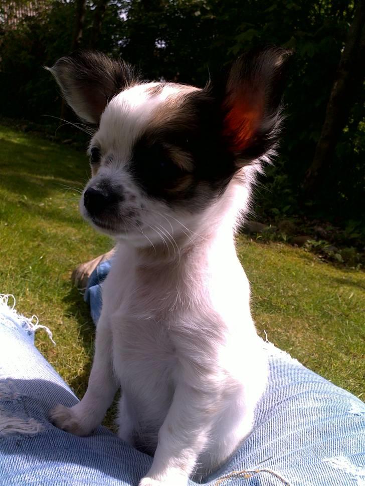 Chihuahua Chanel  billede 3