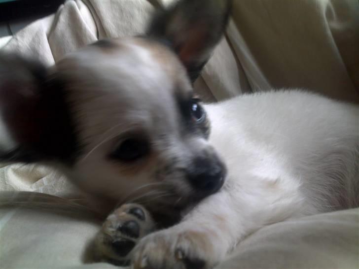 Chihuahua Chanel  billede 4