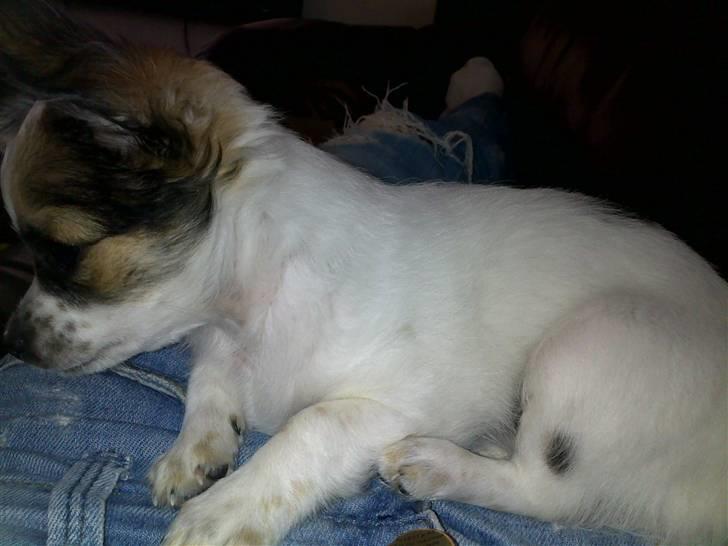 Chihuahua Chanel  billede 5