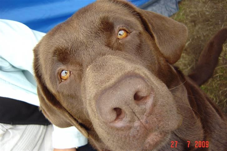 Labrador retriever Neo - Neo på camping billede 1
