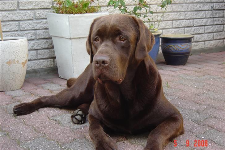 Labrador retriever Neo - smukke vovse! billede 2