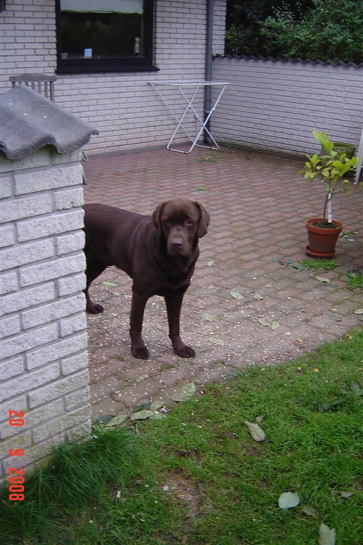 Labrador retriever Neo - Neo på terassen billede 3