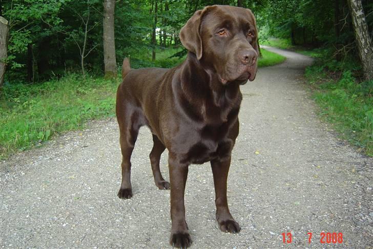 Labrador retriever Neo - Neo i skoven billede 4