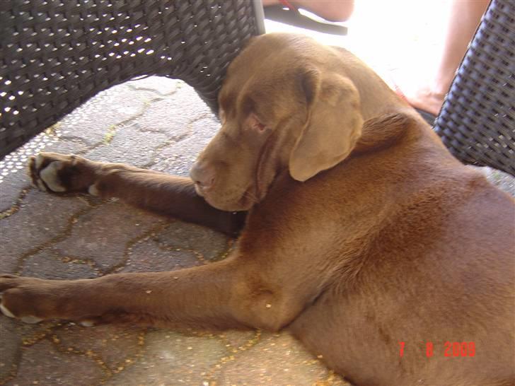 Labrador retriever Neo - Neo der ligger mærkeligt op af en stol. Han kan godt lide det billede 5