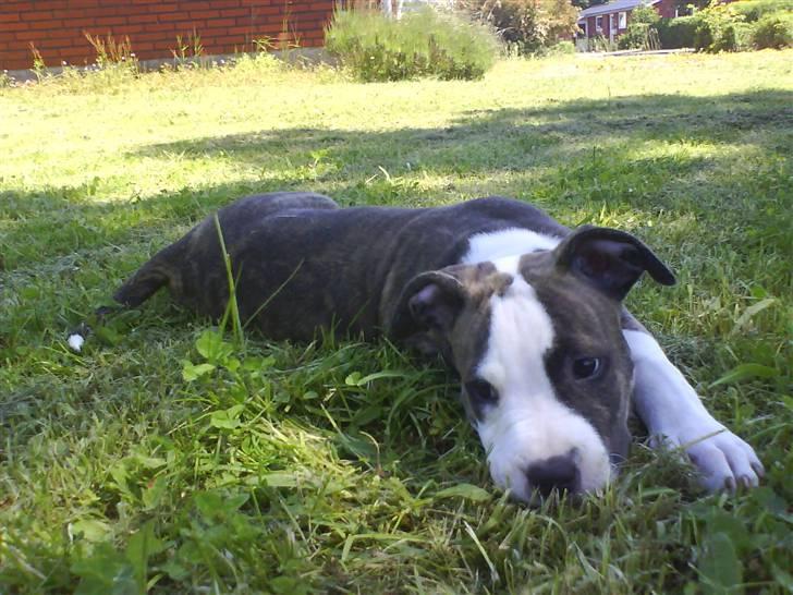 Amerikansk staffordshire terrier Chica - Min fotomodel :) <3 billede 1