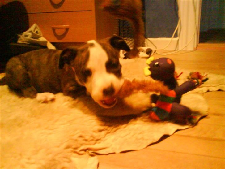 Amerikansk staffordshire terrier Chica - Første aften jeg fik hende :)  billede 2