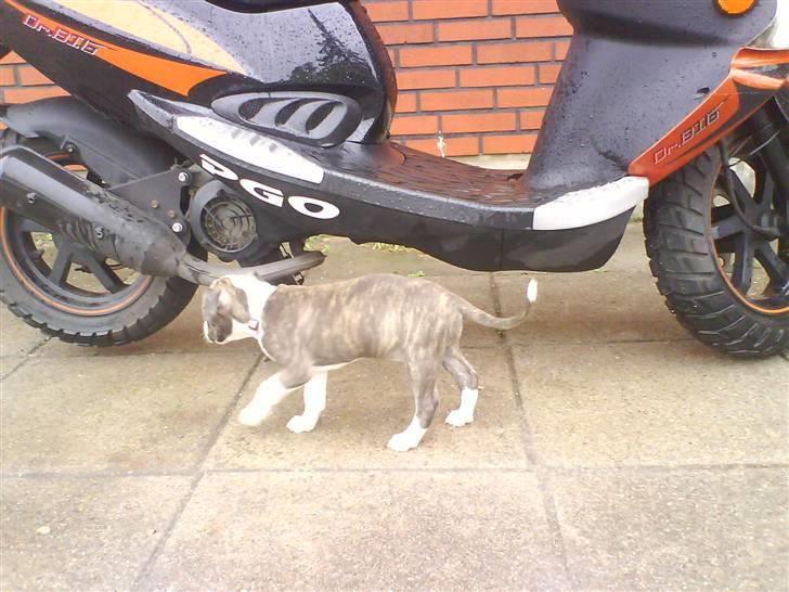 Amerikansk staffordshire terrier Chica - Scooteren skulle der også snuses til :)  billede 3
