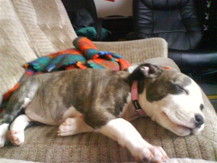 Amerikansk staffordshire terrier Chica - Sovetryne :)  billede 5