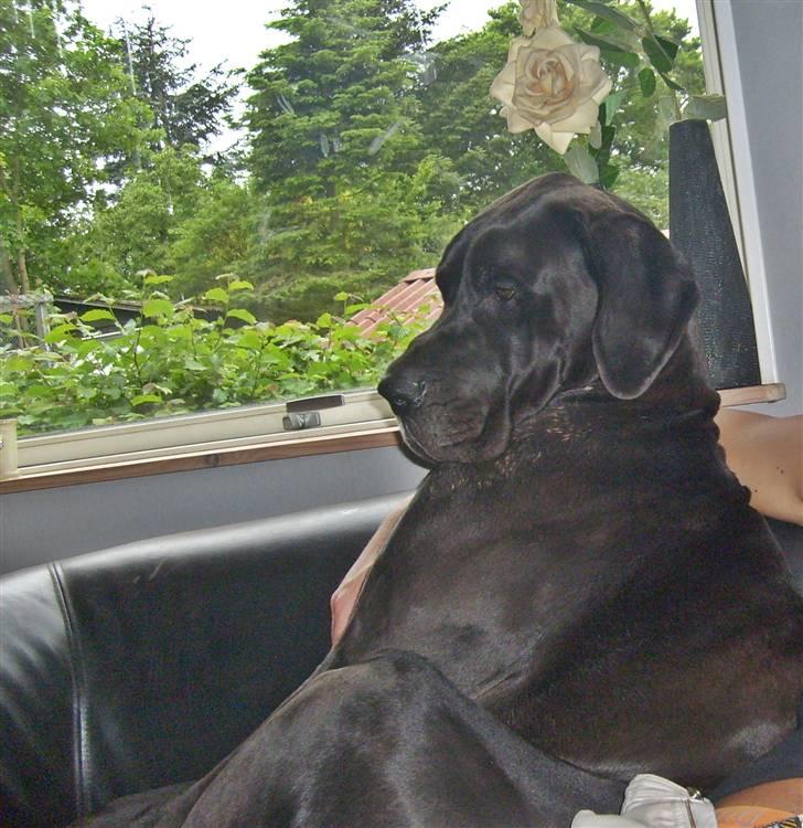 Grand danois Tyson <3  - Tyson 61kg , nu med deller ;) billede 19
