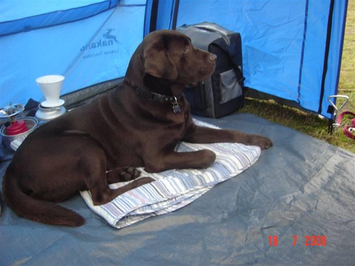 Labrador retriever Neo - Neo på camping. Vagthund billede 6