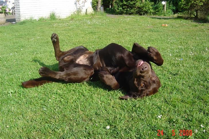 Labrador retriever Neo - Neo der leger flagermus billede 7