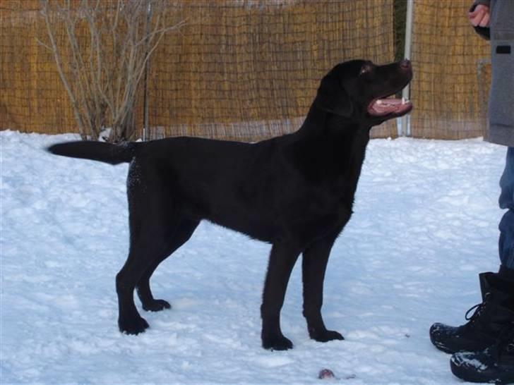 Labrador retriever Neo - Neo i sneen. billede 8