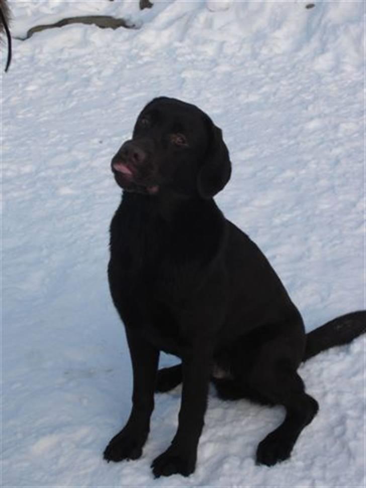 Labrador retriever Neo - Neo der rækker tunge billede 9
