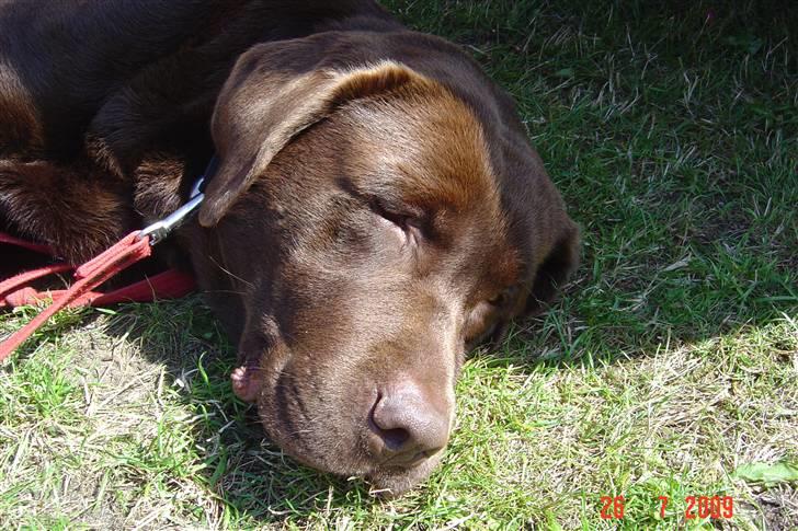 Labrador retriever Neo - Neo den trætte hund billede 10