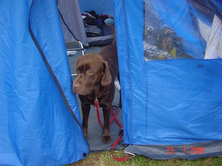 Labrador retriever Neo - Uhh, kommer der nogle? Neo på camping billede 11