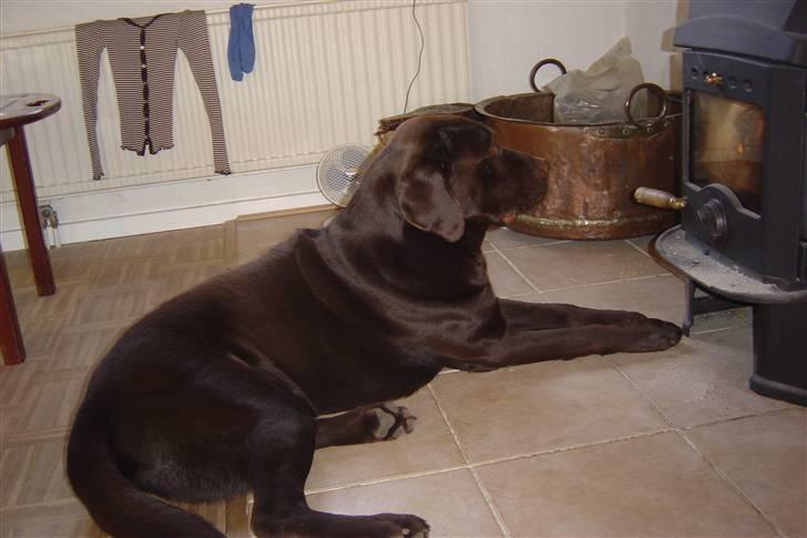 Labrador retriever Neo - Dejlig varm brændeovn. Han elsker det! billede 12