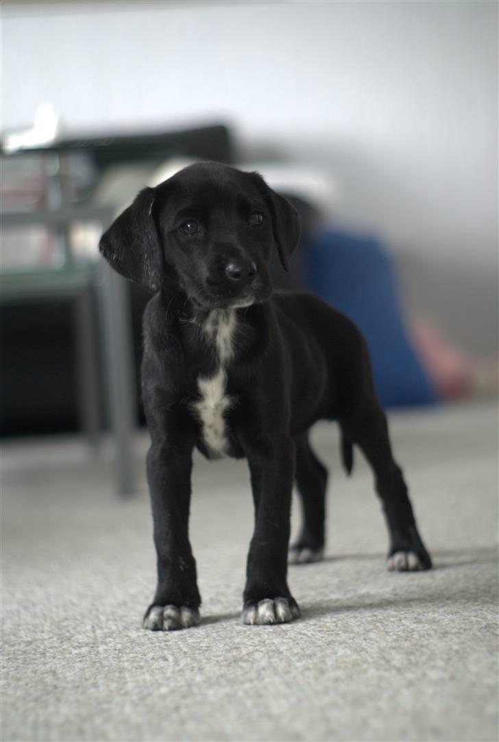 Blanding af racer Zita billede 1