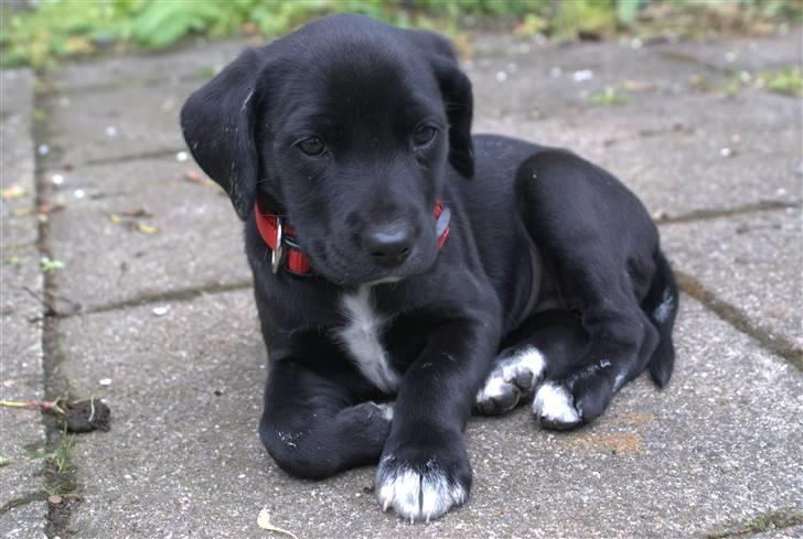 Blanding af racer Zita billede 2