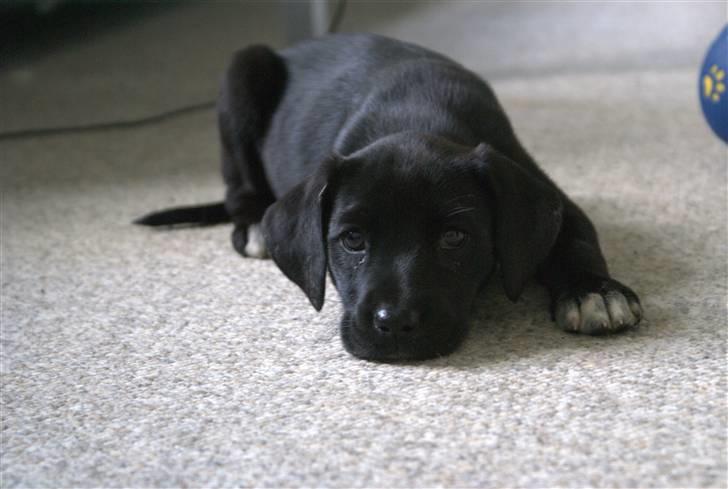 Blanding af racer Zita billede 3