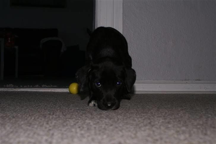 Blanding af racer Zita billede 4