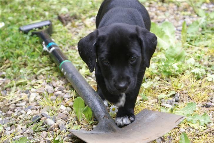 Blanding af racer Zita billede 5