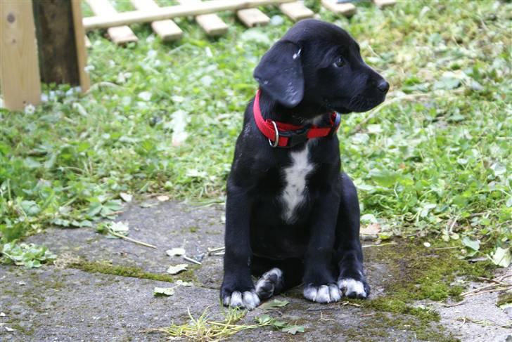 Blanding af racer Zita billede 6