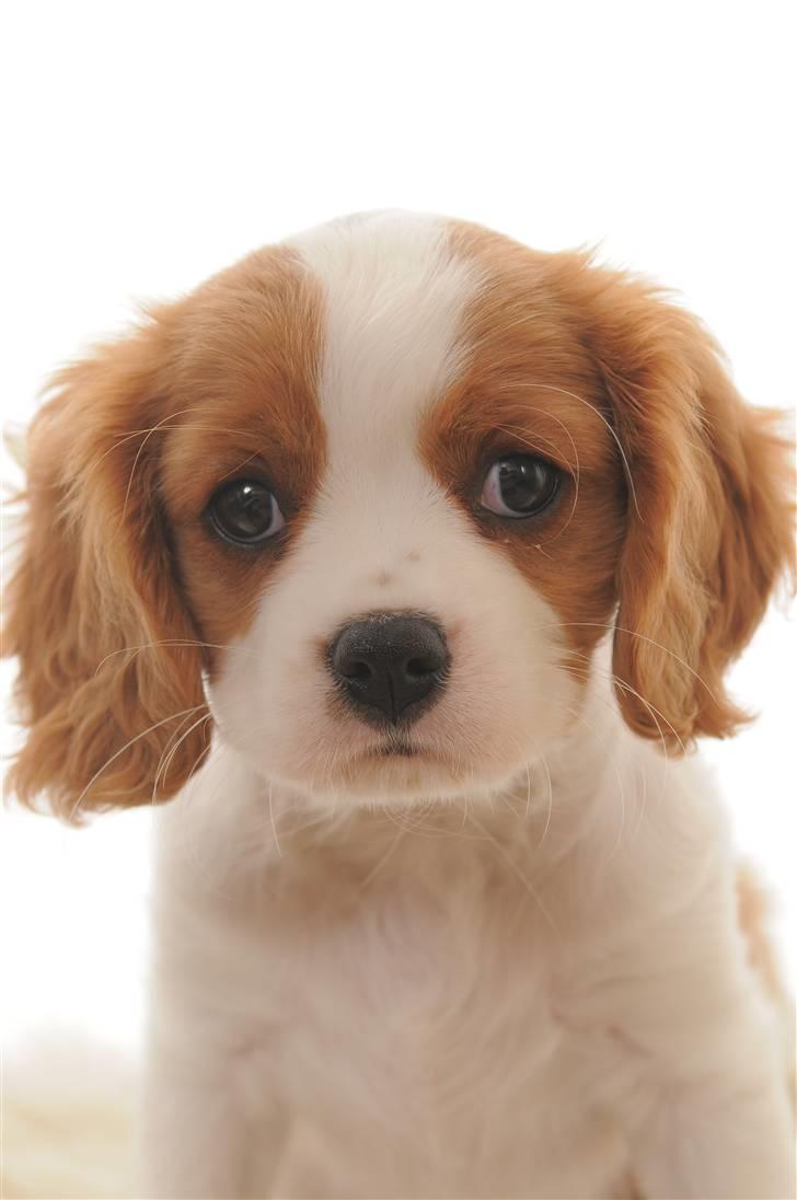 Cavalier king charles spaniel Freja - freja har i dag været ved fotograften  billede 6