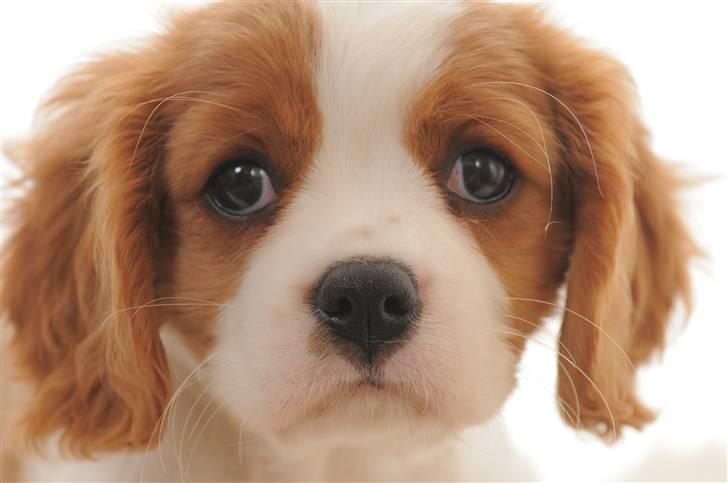 Cavalier king charles spaniel Freja - super billeder billede 7