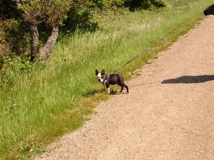 Boston terrier Sille billede 1