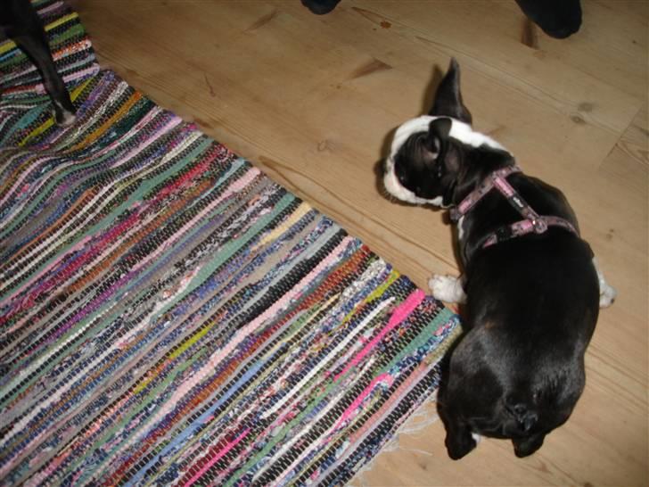 Boston terrier Sille billede 2