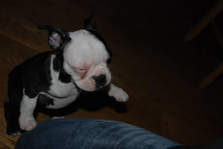 Boston terrier Sille billede 3