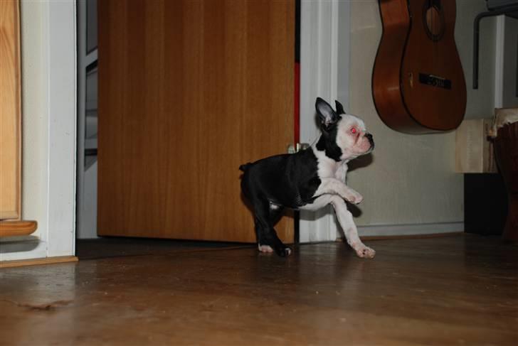 Boston terrier Sille billede 4