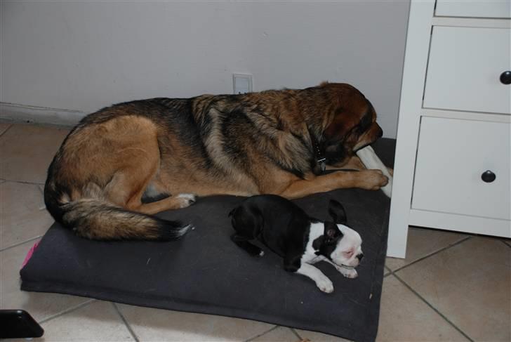 Boston terrier Sille billede 5