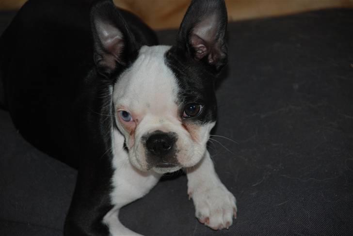 Boston terrier Sille billede 6