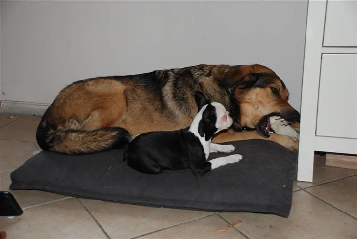 Boston terrier Sille billede 7