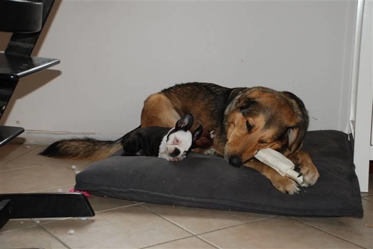 Boston terrier Sille billede 8